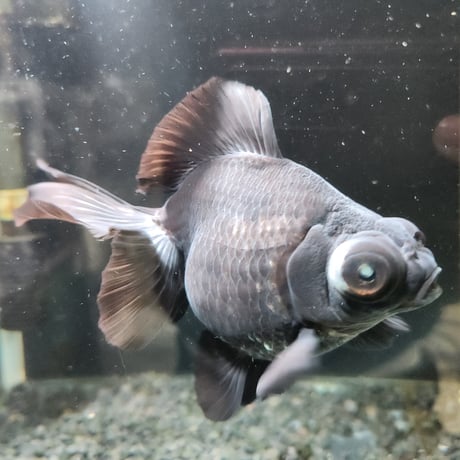 中国産　黒蝶尾15㎝±【飼い込み個体】