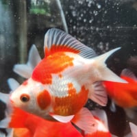 国産　玉サバ14㎝±（新潟産）