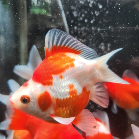 国産　玉サバ14㎝±（新潟産）