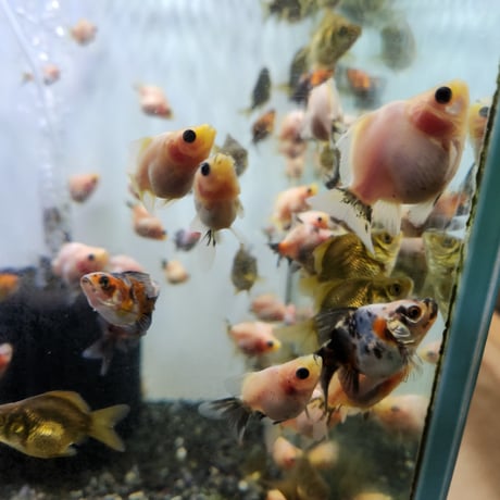 国産　玉サバ5㎝±（新潟産）