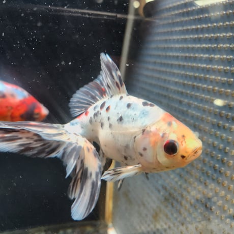 国産　オーロラ18㎝±（志村養魚場産）