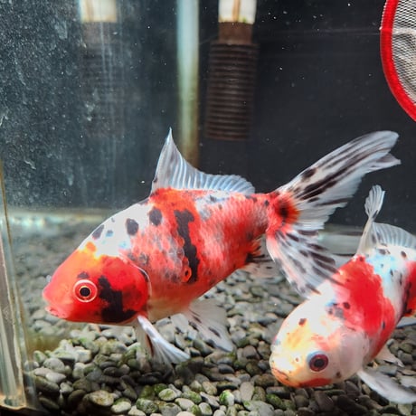 国産　オーロラ16㎝±（志村養魚場産）