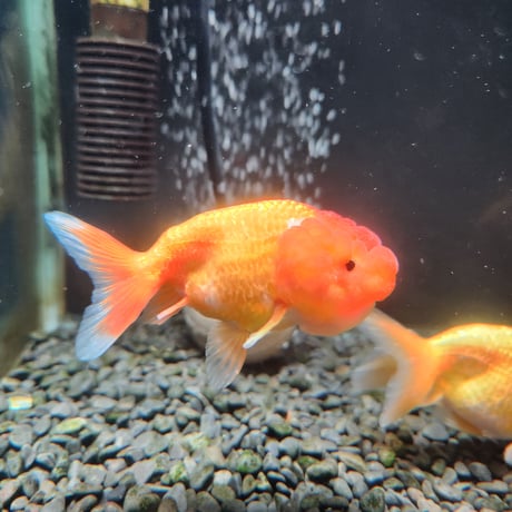 中国産　ネコガシラ10㎝±
