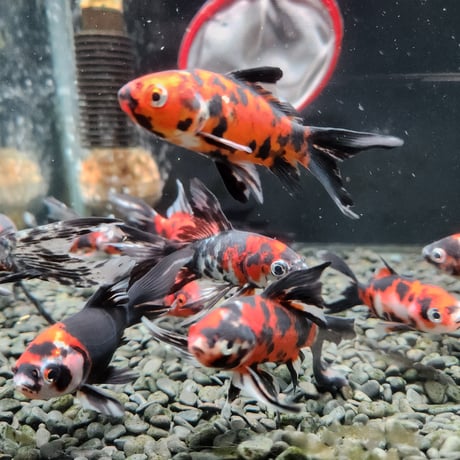 国産　墨朱文金9㎝±（長尾養魚場産）