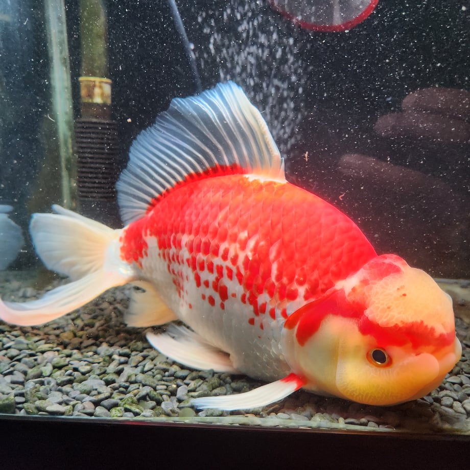 6a7fc1243c52b70ed270338c