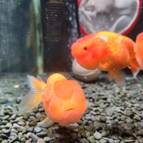 中国産　ネコガシラ10㎝±