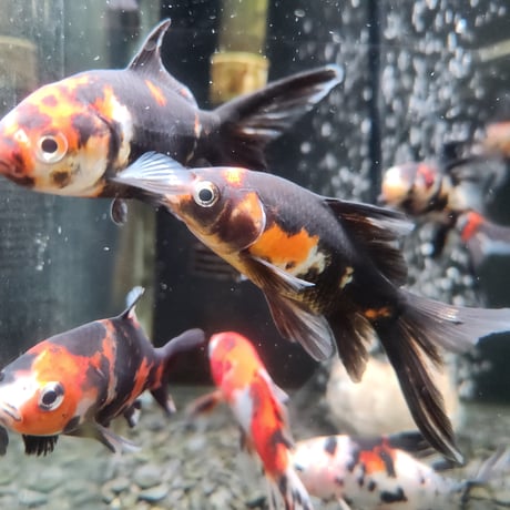 国産　墨朱文金9㎝±（長尾養魚場産）