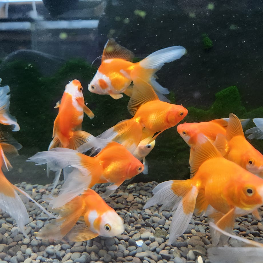 6a9a5a94b2940f2b326e3f26