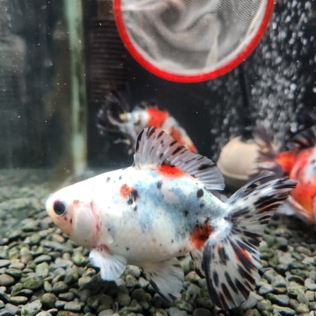 国産　江戸地金11㎝±（志村養魚場産）