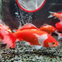 国産　ミロク和金9～13㎝±（良福観賞魚産）