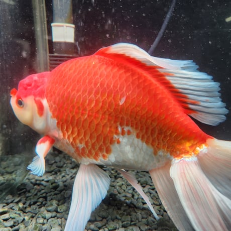 国産　上物ジャンボ獅子頭29㎝±