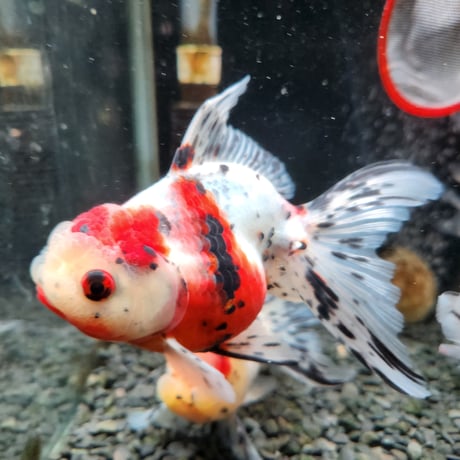 国産　上物東錦15㎝±（志村養魚場産）