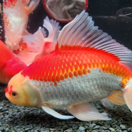 国産　上物ジャンボ獅子頭25㎝±