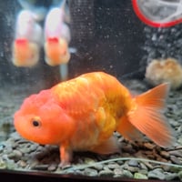 国産　ドラゴンスケールらんちゅう12㎝±（愛好家産）