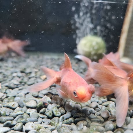 国産　茶金花房6㎝±
