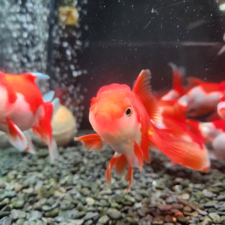 国産　飯田更紗オランダ12㎝±
