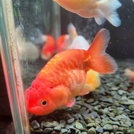 国産　ドラゴンスケールらんちゅう9～11㎝± 【大阿蘇養魚場産】