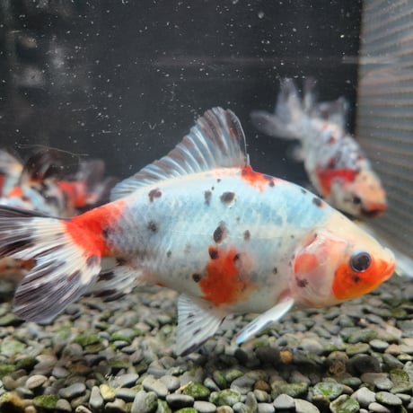 国産　キャリコ和金15㎝±（志村養魚場産）