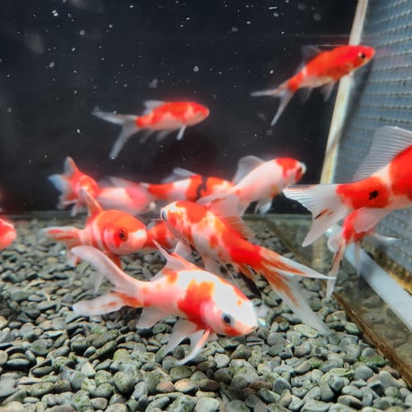 国産　桜コメット9㎝±（長尾養魚場産）