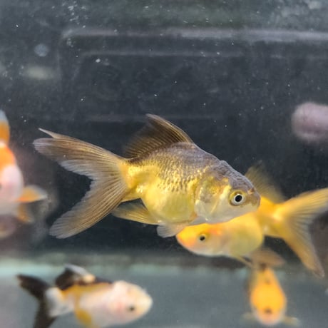 国産　バルーンオランダ7㎝±