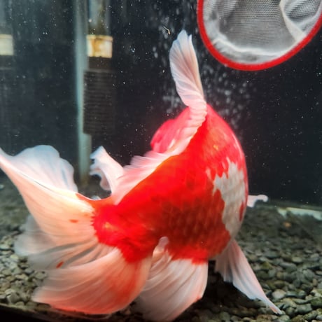 国産　モザイク鱗ジャンボ獅子頭29㎝±