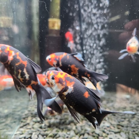 国産　墨朱文金9㎝±（長尾養魚場産）
