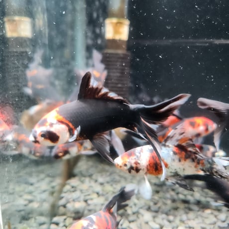 国産　墨朱文金9㎝±（長尾養魚場産）