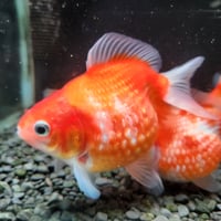 国産　ピンポンパール11㎝±