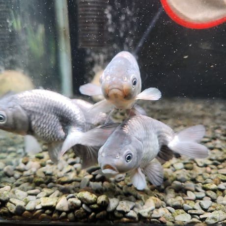 国産　青らんちゅう10㎝±（深見養魚場産）