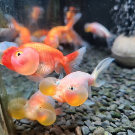 中国産　水泡眼8㎝±