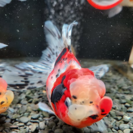国産　上物東錦15㎝±（志村養魚場産）