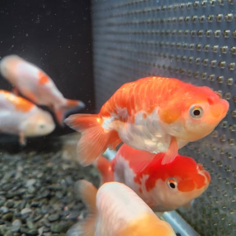 国産　ドラゴンスケールらんちゅう9～11㎝± 【大阿蘇養魚場産】