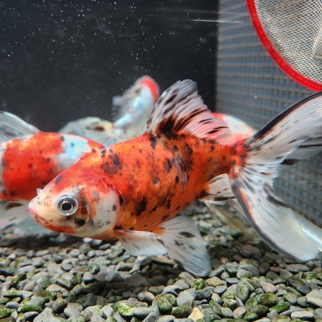 国産　オーロラ16㎝±（志村養魚場産）