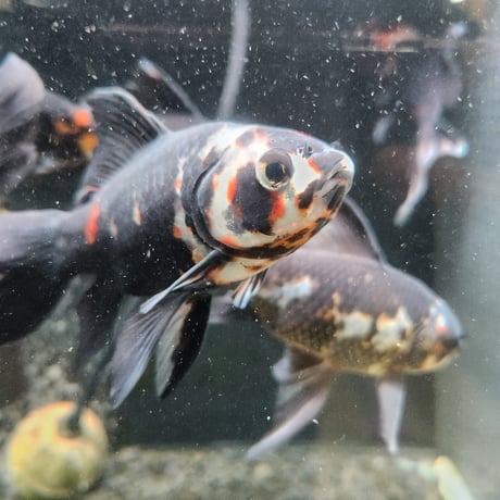 国産　上物墨朱文金15㎝±（長尾養魚場産）