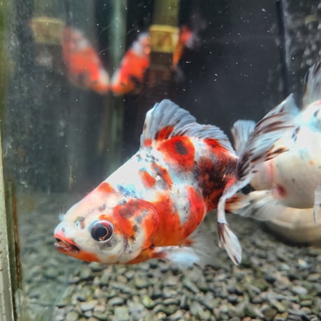 国産　江戸地金11㎝±（志村養魚場産）