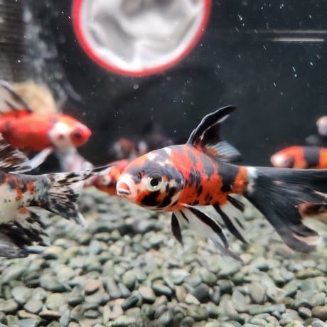 国産　墨朱文金9㎝±（長尾養魚場産）
