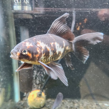 国産　上物墨朱文金15㎝±（長尾養魚場産）