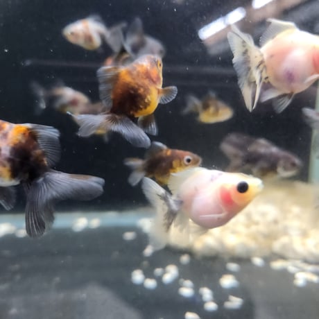 国産　ローズテールオランダ4㎝±