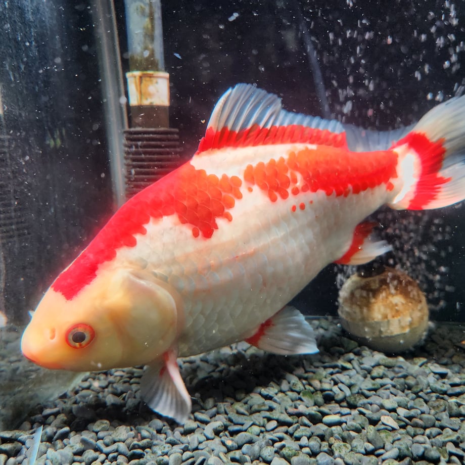 6a9c3a92e8c4f857ad9a5bde