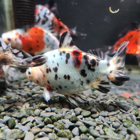 国産　キャリコ和金15㎝±（志村養魚場産）