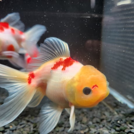 国産　桜東錦11㎝±（志村養魚場産）