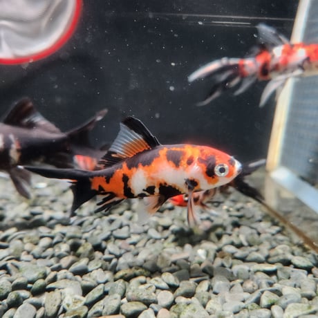 国産　墨朱文金9㎝±（長尾養魚場産）