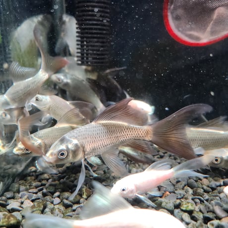 国産　ヒレナガ鯉5～13㎝±