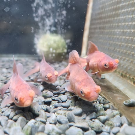 国産　茶金花房6㎝±