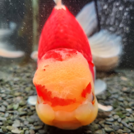 国産　上物ジャンボ獅子頭31㎝±