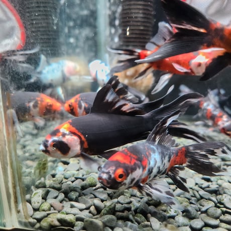 国産　墨朱文金9㎝±（長尾養魚場産）