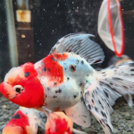 国産　上物東錦15㎝±（志村養魚場産）