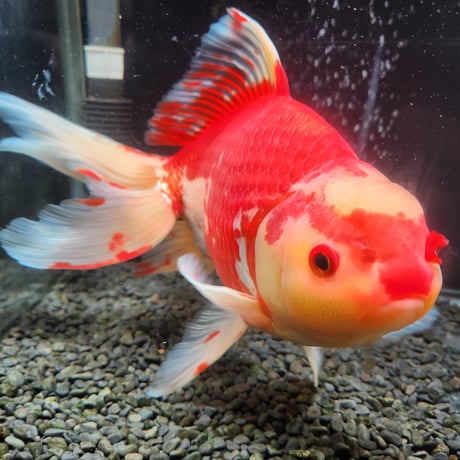 国産　上物ジャンボ獅子頭29㎝±