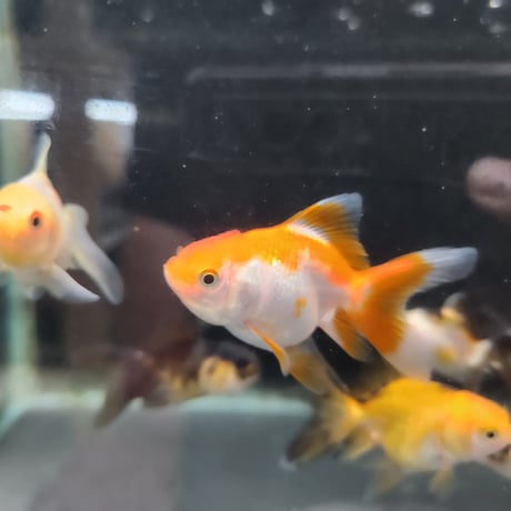 国産　バルーンオランダ7㎝±