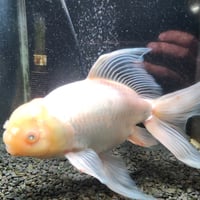 国産　上物ジャンボ獅子頭33㎝±【目に白濁あり】